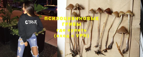 прущие грибы Алексин